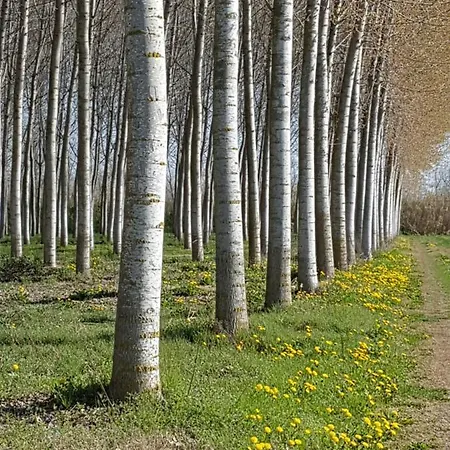 فندق مبيت وإفطار Casa Del Bosco سان ميشيل آل تاليامنتو